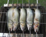 備長炭で炭火焼!!鮎の塩焼き作り方3写真