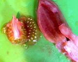 離乳食 中期～甘いトマトとトロトロ豆腐作り方4写真