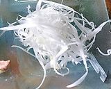 ねぎ塩スープで爽やかラーメン♪作り方3写真