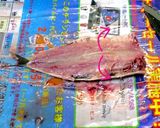 鰯の刺身 with 葱生姜作り方7写真