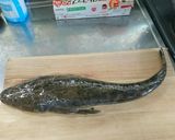 マゴチの唐揚げ作り方1写真