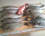 【釣食】イサキのアクアパッツア作り方1写真