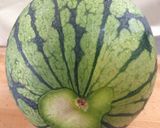 すいかちょうちん作り方1写真