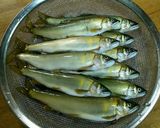 【健康的】鮎ごはん作り方1写真