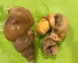 白バイ貝の醤油煮作り方4写真