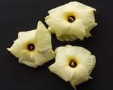 花オクラのそうめんサラダ作り方1写真