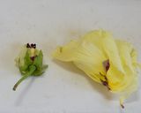 花オクラのそうめんサラダ作り方3写真