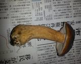 新鮮ポルチーニのバルサミコ炒め作り方1写真