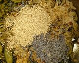 【大量消費常備菜】ゴーヤと塩こぶの佃煮♪作り方3写真