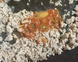 超楽々 夏の麻婆なす&もやし 作ります作り方5写真