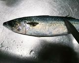 基本！魚の捌き方 サバの捌き方作り方1写真
