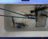 テナガエビのトマトパスタ作り方1写真