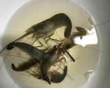 テナガエビのトマトパスタ作り方2写真