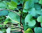 芋づるの炒め煮作り方1写真