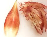 鯵と薬味の夏のさっぱり和え➕リメイク作り方2写真