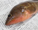 アコウの夏野菜煮込み作り方1写真
