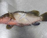 アコウの夏野菜煮込み作り方3写真