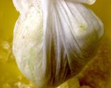 包まない！簡単さっぱりバジチー餃子作り方2写真
