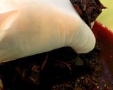 梅干し 土用干し→漬け込みまで作り方7写真