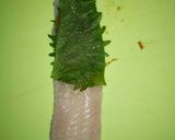 タチウオとしその葉と梅肉の天ぷら作り方3写真