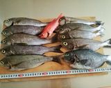 【釣食】中華風イサキの刺身サラダ作り方1写真