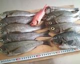 【釣食】イサキの塩焼き作り方1写真