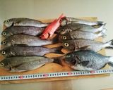 【釣食】イサキの手まり寿司作り方1写真
