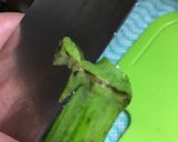 夏バテ回復！モロヘイヤで2種の常備菜作り方5写真