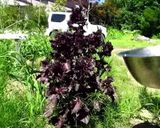 紫蘇焼酎【甘くない】作り方1写真