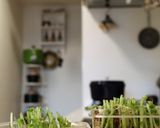 レンジで作る簡単美味しい「豆苗ナムル」作り方5写真