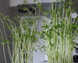 レンジで作る簡単美味しい「豆苗ナムル」作り方6写真