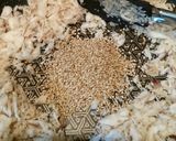石鯛の塩ニンニクそぼろdeお浸し作り方4写真
