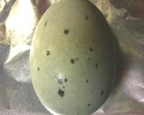 ピータン豆腐+山形のだし作り方1写真
