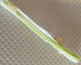 おくらの種の取り方作り方7写真