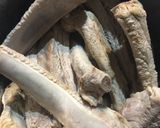 わが家の自慢のスペアリブ作り方4写真