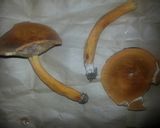 チチタケの含ませ煮 うどんの具に作り方1写真