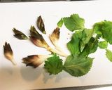 絶品 カツオのたたき作り方5写真
