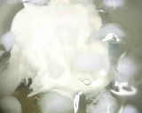 とろりん。スキムミルク餅作り方5写真