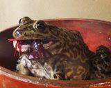 ウシガエル太もも肉のスタミナ炒め作り方1写真