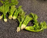 乾麺蕎麦で簡単にタラの芽蕎麦作り方3写真