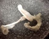簡単！ズッキーニと豚しゃぶの温菜サラダ作り方3写真