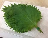 ☆簡単保存☆ 大葉の傷みにくい保存方法作り方4写真
