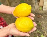 甜菜糖で作るレモンピール作り方2写真