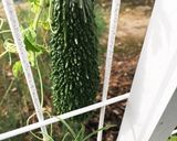 シンプルゴーヤチャンプル作り方1写真