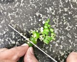 ビハールのチリ・ポテトサラダ作り方3写真