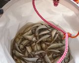 小鯵の唐揚げ作り方1写真