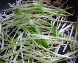 カラスミ香る♪シラス＆水菜のパスタ作り方2写真