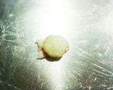 特別な日は✨手鞠寿司作り方6写真