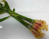 葉生姜の甘酢漬け作り方1写真