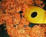 スイカの皮で＊ルーで簡単♪キーマカレー作り方10写真